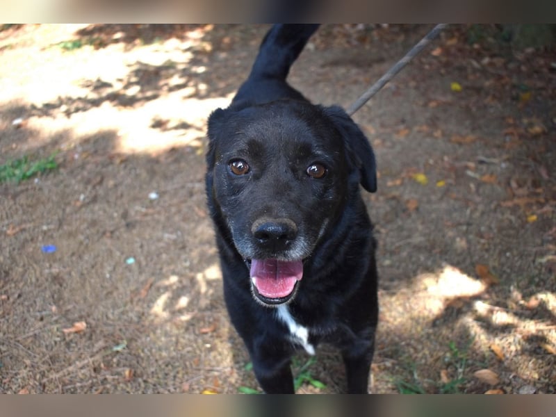 Brogan - Unser Lieblingslabradorpanther - vielleicht bald Ihrer?