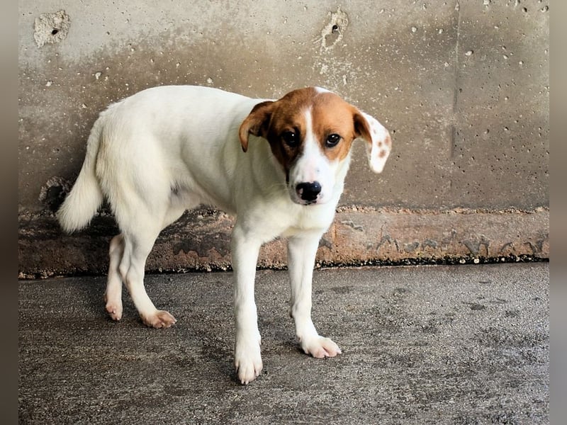 Tyber - Wer gibt mir einen Vertrauens-Schubser?