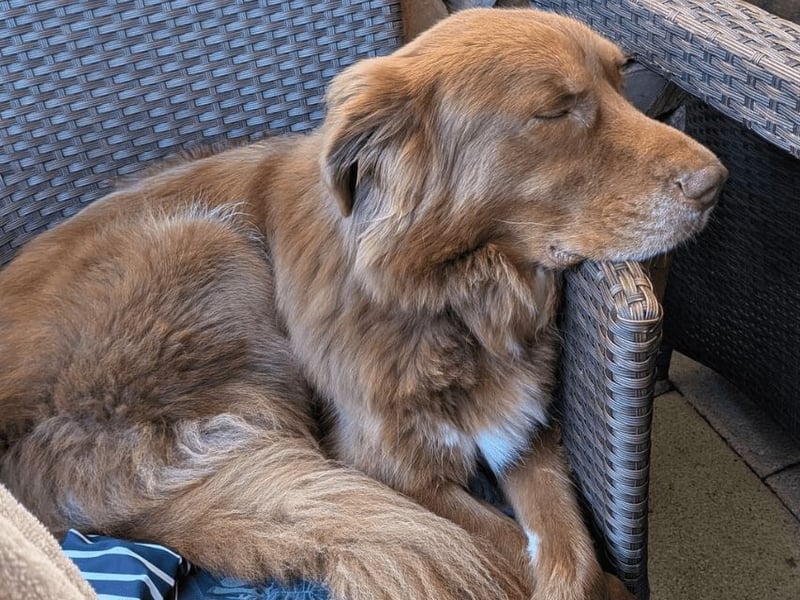 Eurialo - SOS - Dringend Pflegestelle oder neues Zuhause gesucht/Wenn du alles verlierst