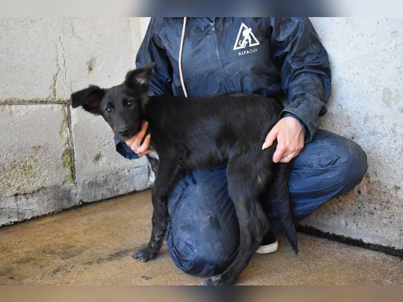 Nerissa - Das Märchen von den fünf Schwestern