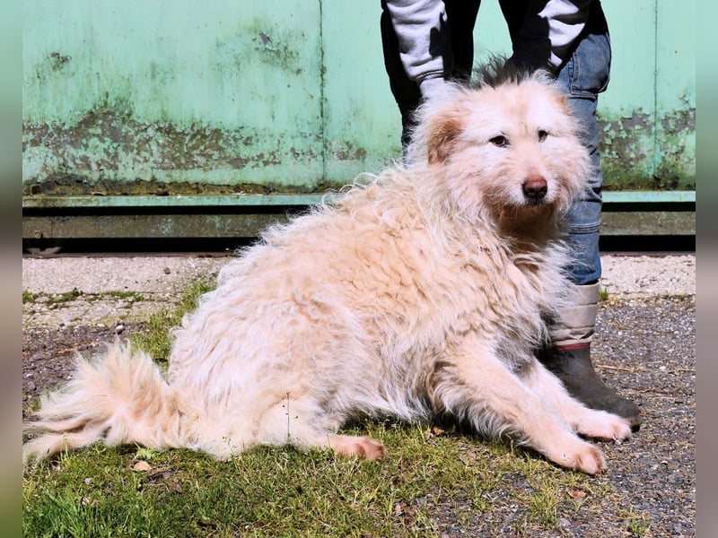 Lynnette - Power-Hündin sucht sportliches Zuhause