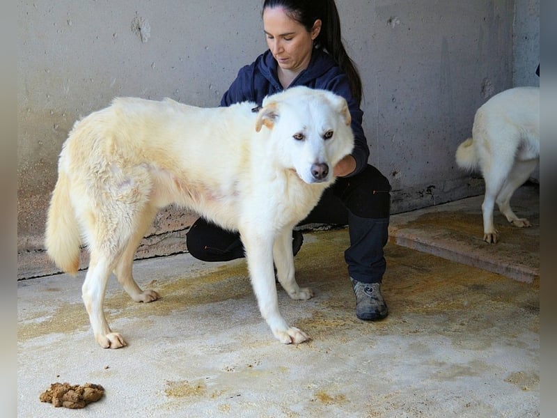 Weeke - Knopfaugen auf der Suche nach einem Lieblingsmenschen