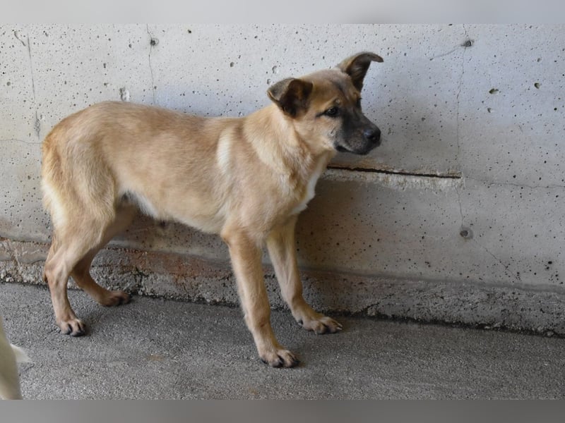Quarven - Kleiner Hundejunge, was nun?
