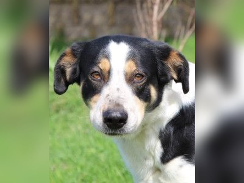 Lillo - Intelligentes Energiebündel sucht Sportsfreunde