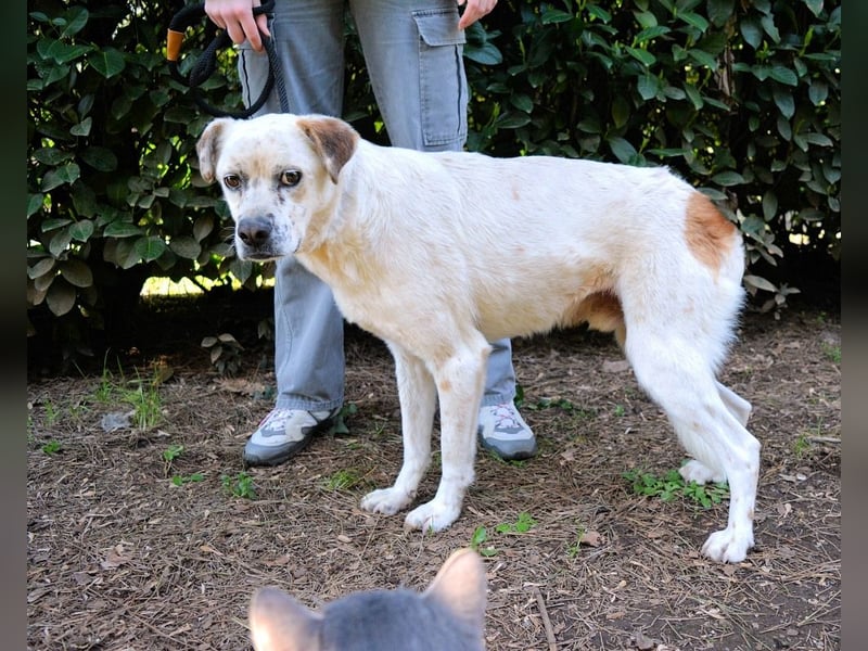 Jedd - Liebe auf den zweiten Stern