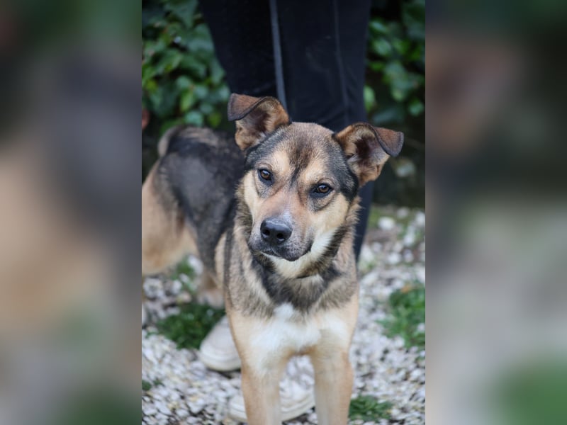 Aki - Verloren, gerettet, verlassen...