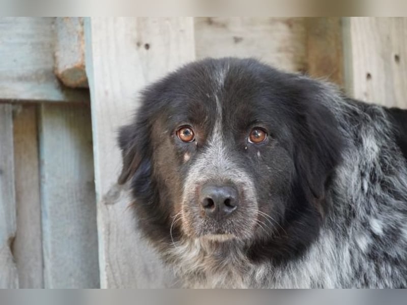 Olivia - Schüchterne Schönheit sucht neue Hunde-Menschen-Familie