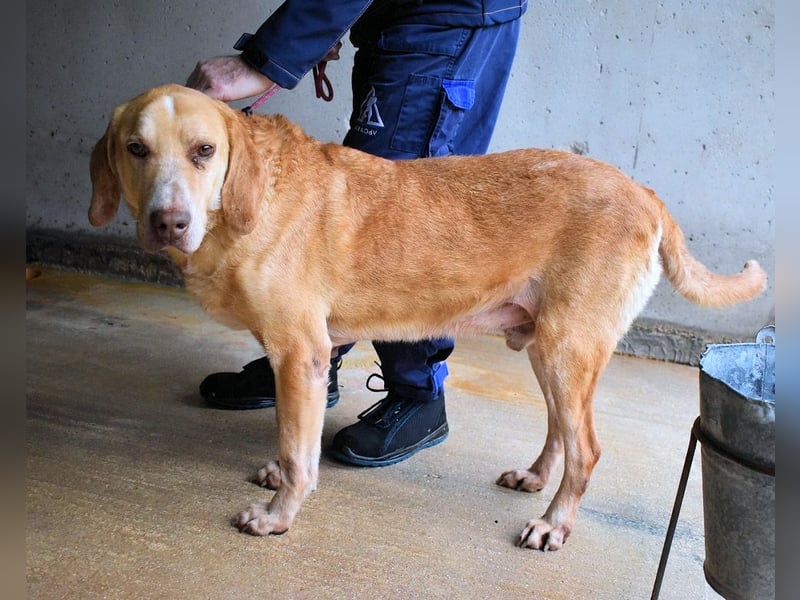 Dioneo - NOTFALL - Zeit heilt hier nichts