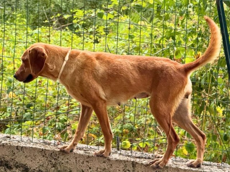 Yamina - (Dringend Pflegestelle oder Zuhause gesucht) wie bei Hänsel und Gretel - nur schlimmer