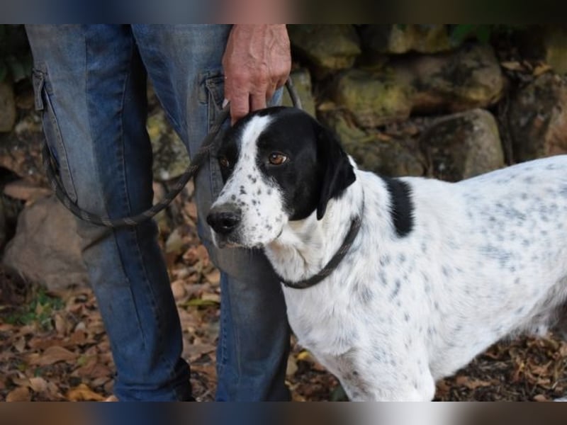 Demetrius - Sensibler Hund in großer Not