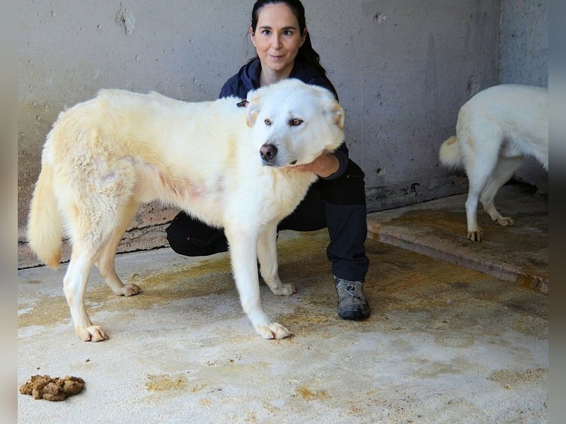 Weeke - Knopfaugen auf der Suche nach einem Lieblingsmenschen