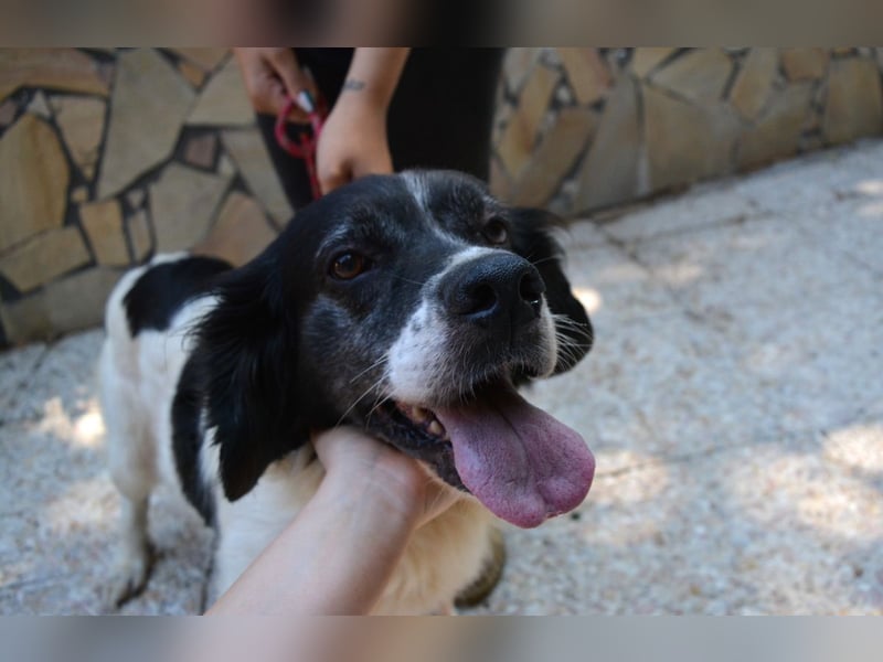 Alarico - Sanfter Gefährte mit gutem Herzen