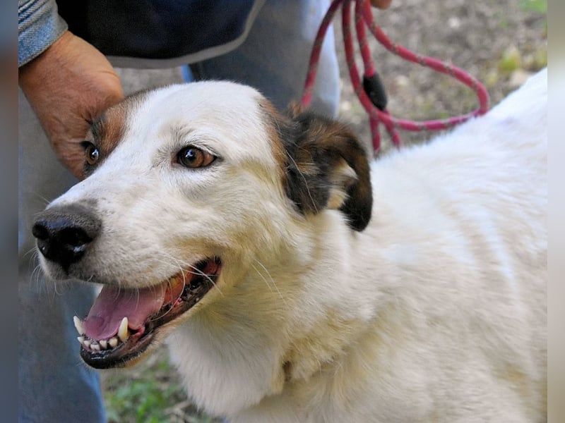 Miah - wohn"haft" in einem Hundelager