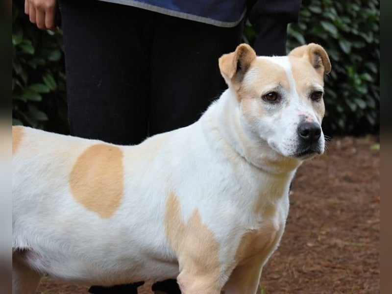 Ivetta - Hat ihr Herz zu verschenken