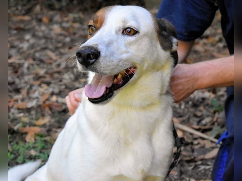 Miah - wohn"haft" in einem Hundelager