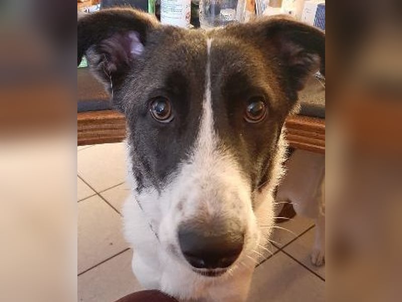 Fioretta - Notfall - 2. Lebensglück gesucht