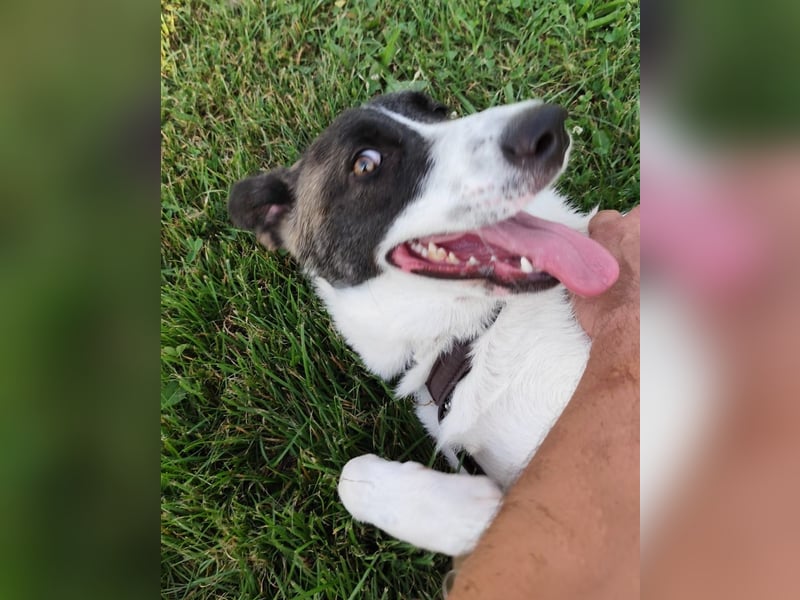 Fioretta - Notfall - 2. Lebensglück gesucht