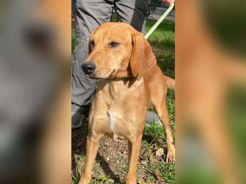 Yamina - (Dringend Pflegestelle oder Zuhause gesucht) wie bei Hänsel und Gretel - nur schlimmer