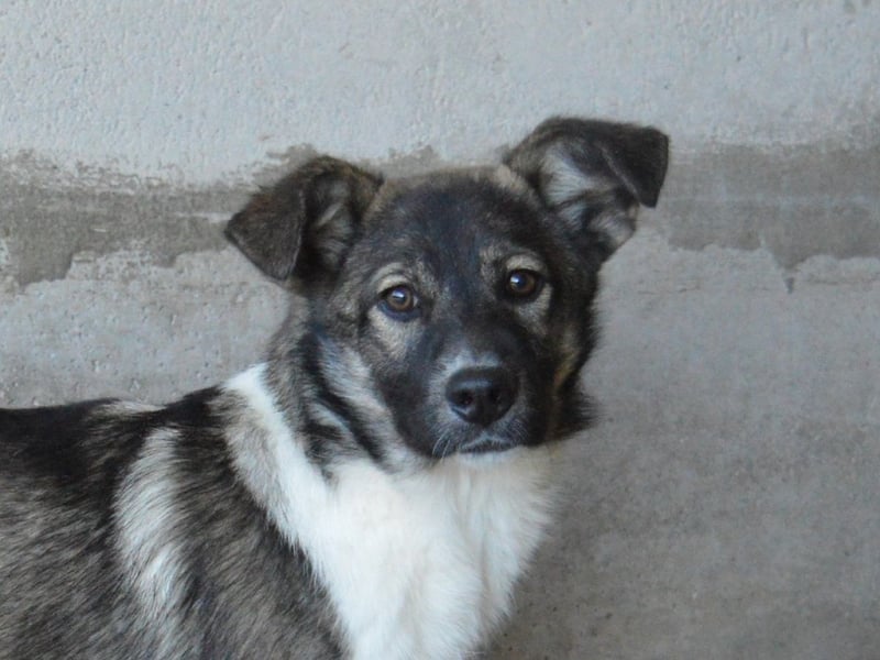 Quelisia - Kleines Schwesterchen, was nun?