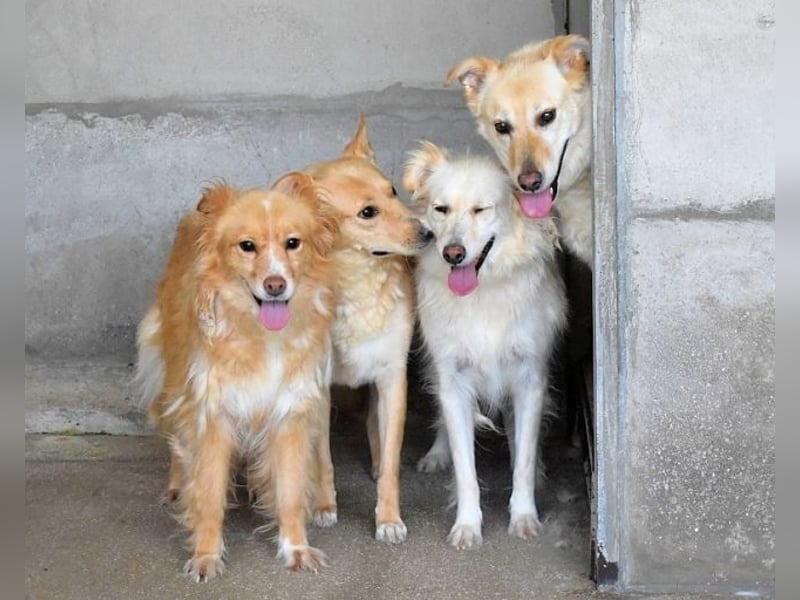 Addison - lange sitzen sie schon da und haben es schwer