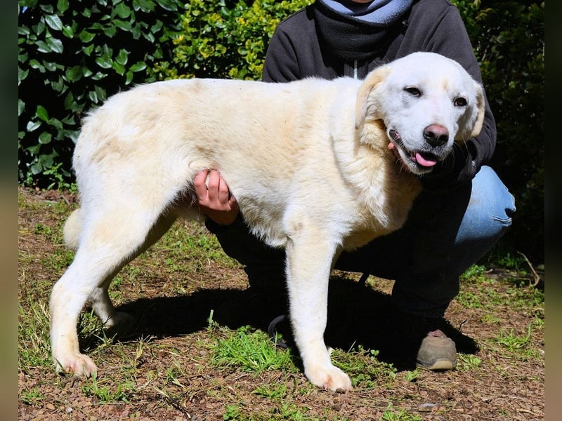 Shipley - Ein riesiges Missverständnis!