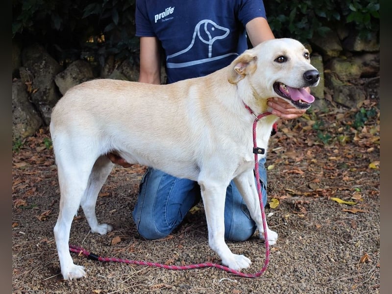 Hughie - macht ein Freundschaftsangebot