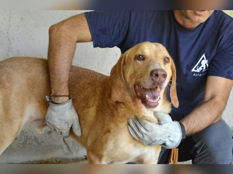 Dioneo - NOTFALL - Zeit heilt hier nichts