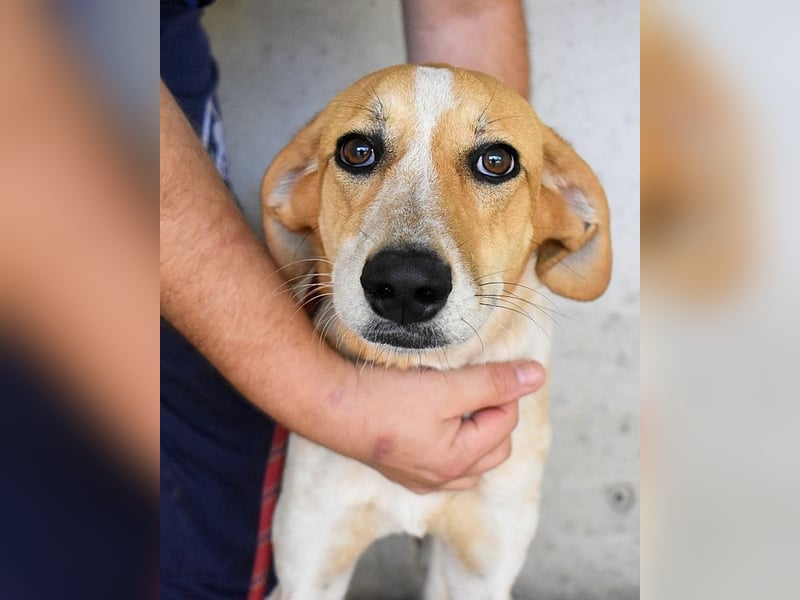 Molletta - Junghündin sucht Anschluss mit Streicheleinheiten