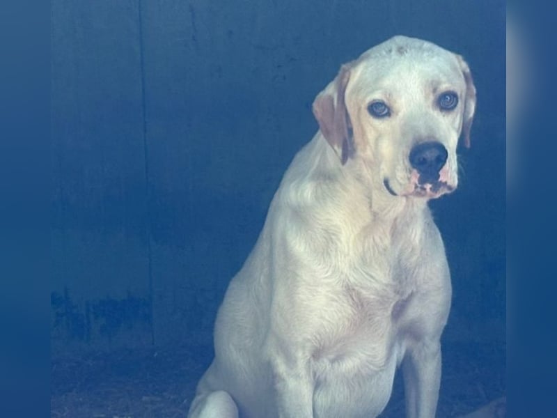 Geoff - Schau ihm in die Augen