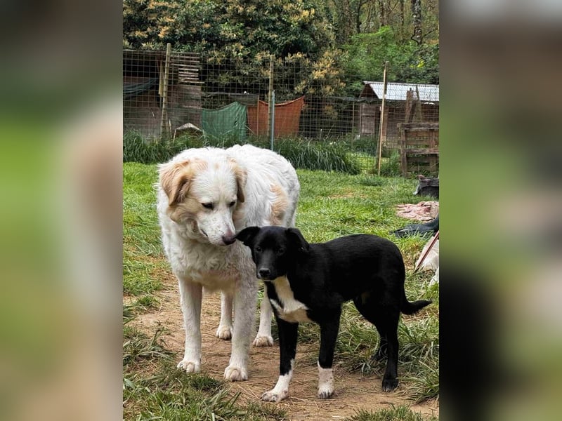 Flaviano - Wenn Du mich holst, bleib ich bei Dir