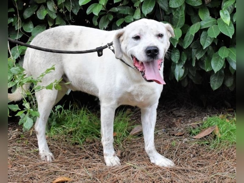 Ottaviano - Fels in der Brandung gesucht!