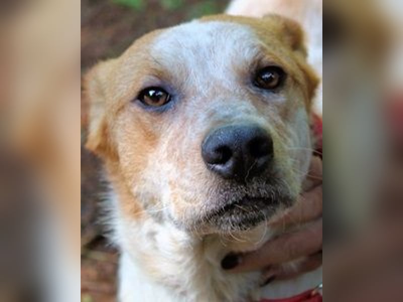 Zoilo - Z wie Zuckersüß und Zauberhaft