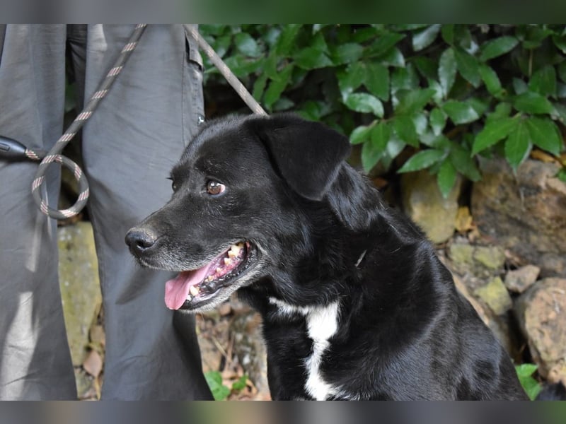 Brogan - Unser Lieblingslabradorpanther - vielleicht bald Ihrer?