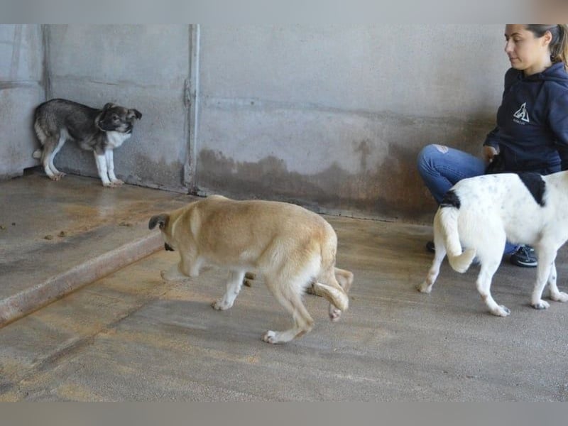 Quivira - Kleines Hundekind, was nun?