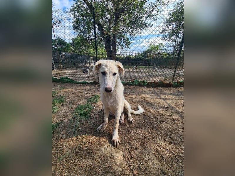 Tonia - (Dringend Pflegestelle oder Zuhause gesucht) Bereit Herzen im Sturm zu erobern