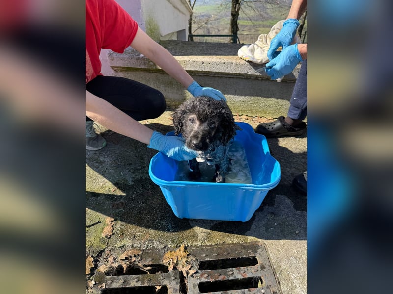 Thor - bereit für sein ganz persönliches Donnerwetter an Liebe