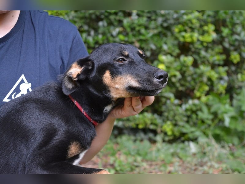 Domitia - neugierige Junghündin mit sanftem Wesen