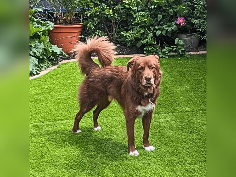 Eurialo - SOS - Dringend Pflegestelle oder neues Zuhause gesucht/Wenn du alles verlierst