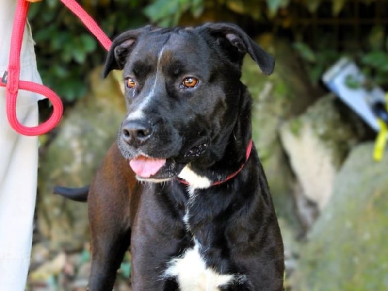 Sienna - Surferin der Herzen