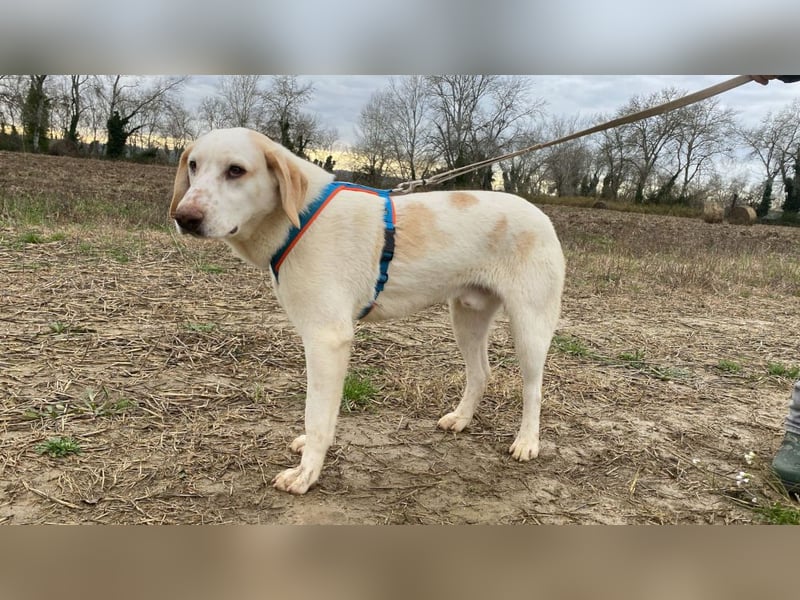 Peppino - (Dringend Zuhause oder Pflegestelle gesucht) Die Welt ist groß, ich will sie mit dir sehen