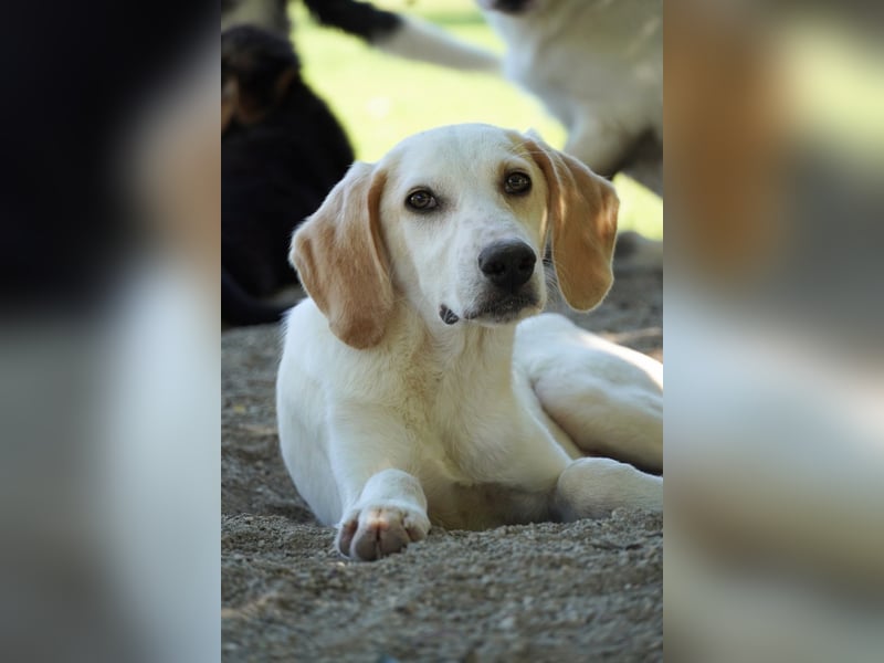 Deddy -  Mit neugierigen Pfoten ins Leben