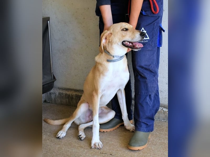 Wiper - Möchte die Welt im Sturm erobern
