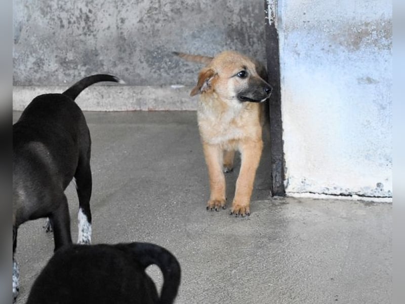 Mivelle - Es soll DEIN Leben werden