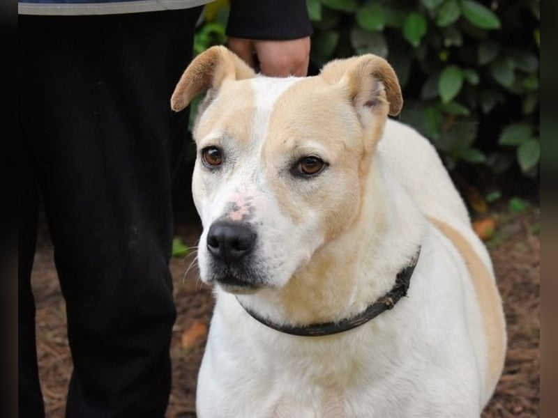 Ivetta - Hat ihr Herz zu verschenken