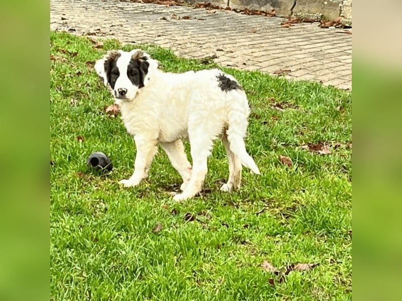 Ingo -  Neunmal werden wir noch wach...