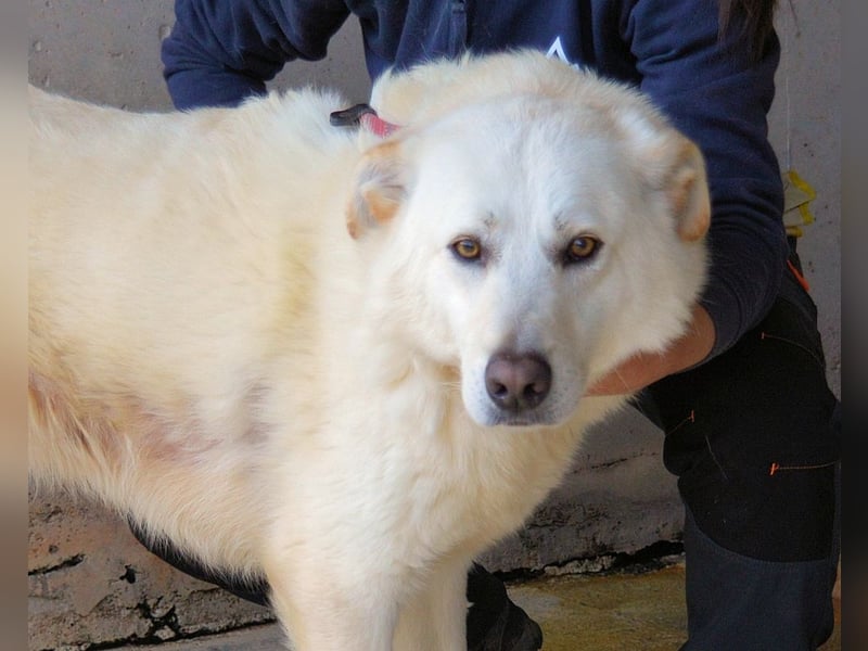 Weeke - Knopfaugen auf der Suche nach einem Lieblingsmenschen