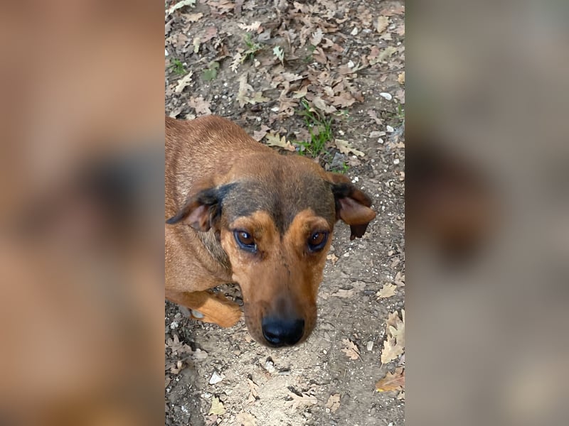 Yola - (Dringend Pflegestelle oder Zuhause gesucht) wie bei Hänsel und Gretel - nur schlimmer