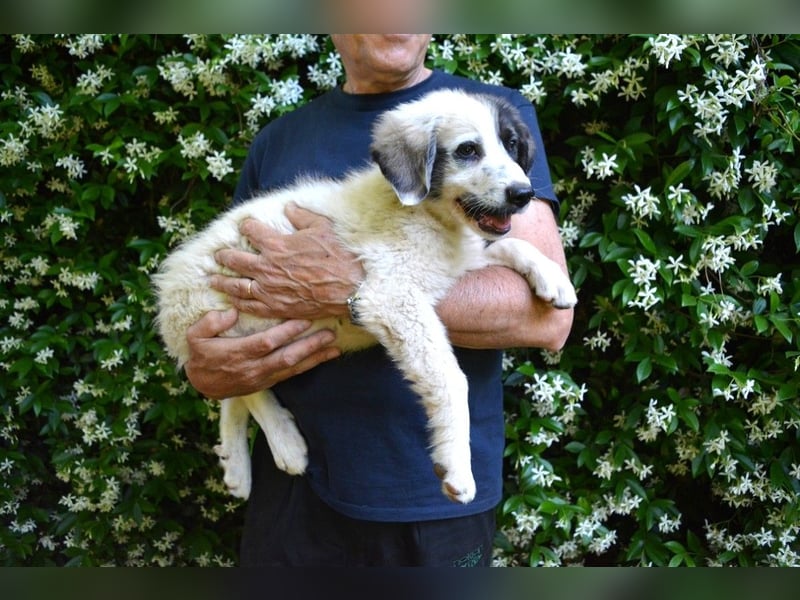 Sigurd - ein Brief an sieben kleine Herzen
