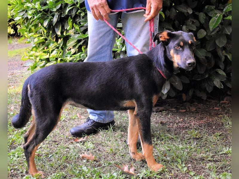 Djamica - fröhliche Junghündin mit offenem Herzen