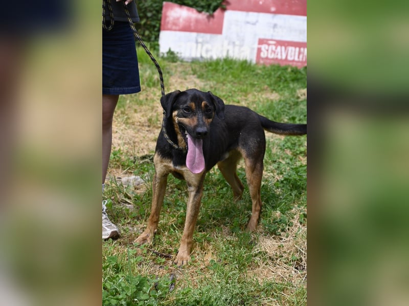 Robin - (Dringend Zuhause oder Pflegestelle gesucht) Ein unbeschriebenes Blatt...